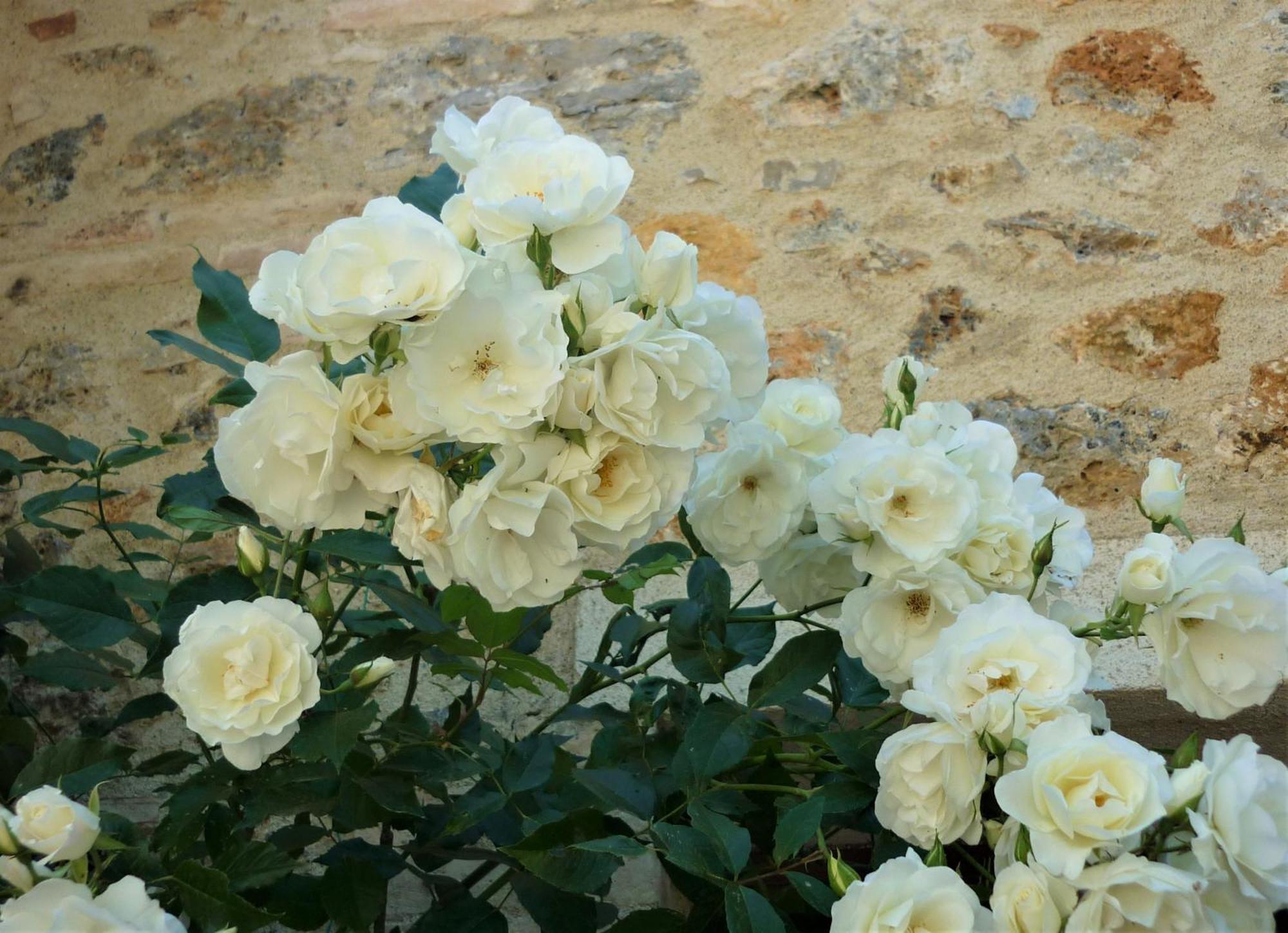 Fattoria Agriturismo Nerbona Villa Casole d'Elsa Bagian luar foto