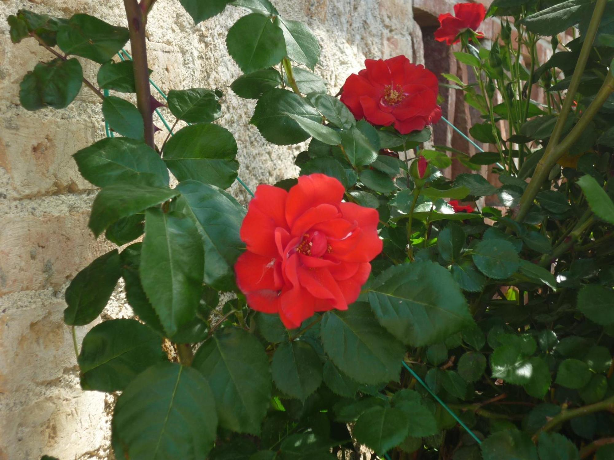 Fattoria Agriturismo Nerbona Villa Casole d'Elsa Bagian luar foto